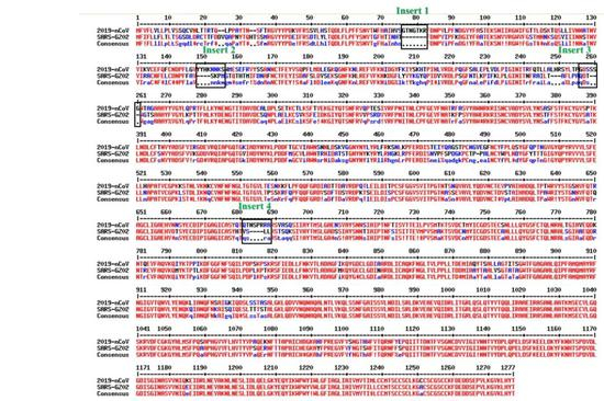 蛋白序列比对解析：数字代表蛋白质中氨基酸的排列序号，每个字母代表一种氨基酸。例如M=甲硫氨酸，F=苯丙氨酸等。每大行中有三小行，第一行是新型冠状病毒2019-nCoV，第二行是SARS，第三行是他们之间的一致序列。其中标记为红色的部分说明两者的刺突糖蛋白在这些位置的氨基酸完全一致；蓝色的部分就是不同的；而“----”代表缺失的。可以看到2019-nCoV的刺突糖蛋白在标记的Insert1-4的位置确实比SARS的刺突糖蛋白多了一些肽段 | 参考文献[1]