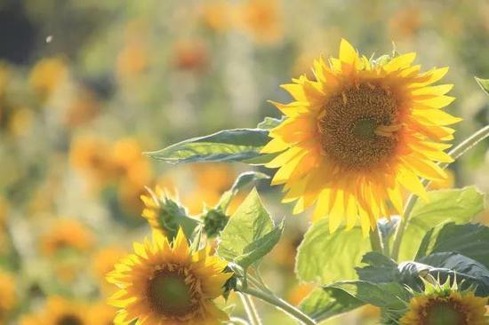 阳光下的向日葵 | 图虫创意