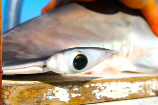 位于两侧的眼球使双髻鲨有更广阔的视野。图：Carolina’s marine lab / Flickr