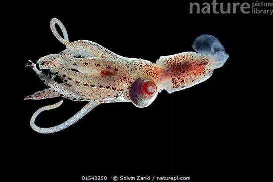 帆乌贼特别大的左眼。图片来源：nature