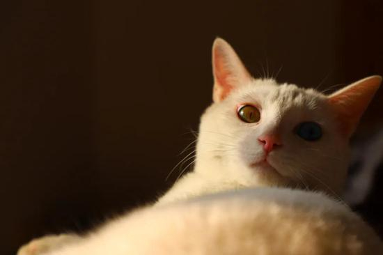 猫的基因组跟你一样大。所以谁是主子？|图虫创意