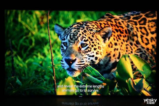  BBC地球纪录片，豹子的美丽花纹