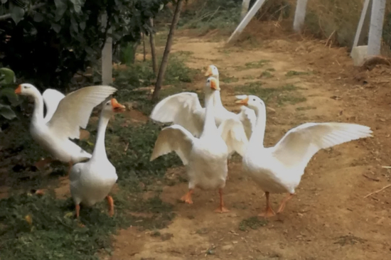 大鹅展翅 | 摄于山东莱阳