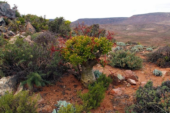 　南非，Ritchtersveld Transfrontier Park | John Hoeben