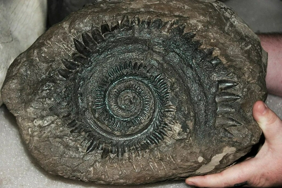 　尤金齿目的旋齿鲨Helicoprion，具有奇异的螺旋状牙齿 | James St。 John / Flickr