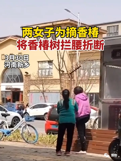 可怜的小香椿树啊，还没长大呢