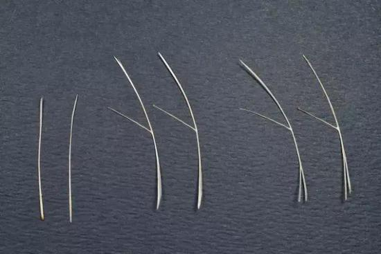 鲤科家鱼的肌间骨&nbsp; &nbsp;（图片来源：中国国家地理网）