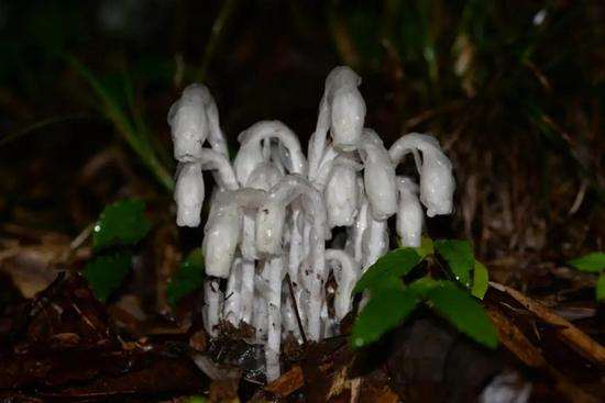 图9 水晶兰科植物完全进化成依靠菌根生长的腐生植物（图片于2018年7月摄于秦岭佛坪自然保护区，由陕西省植物研究所寻路路老师提供）