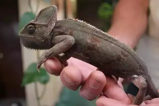 　可以从灰色模式，缓慢切换为稍醒目的黄绿色。| Mile High Bug Club