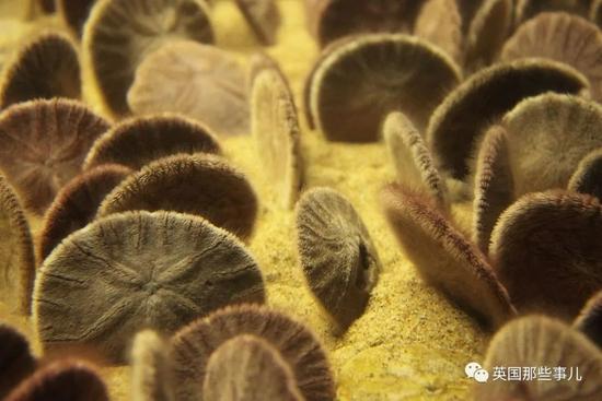 Thousands of live sand dollars wash up on Oregon coast at Seaside 