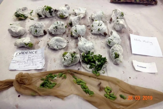 世界各地海关被缴获的走私多肉植物 | MPI