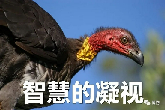 　　图片来自：mdahlem.net