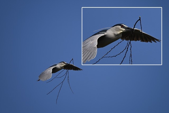 尼康Z 9+尼克尔Z 400mm f/2.8 TC VR S连拍焦点细节展示