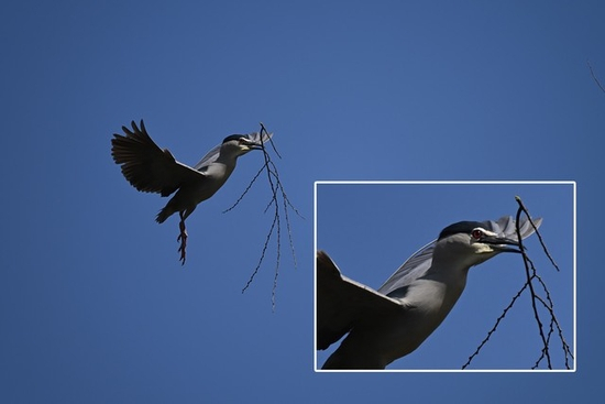 尼康Z 9+尼克尔Z 400mm f/2.8 TC VR S连拍焦点细节展示
