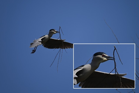尼康Z 9+尼克尔Z 400mm f/2.8 TC VR S连拍焦点细节展示