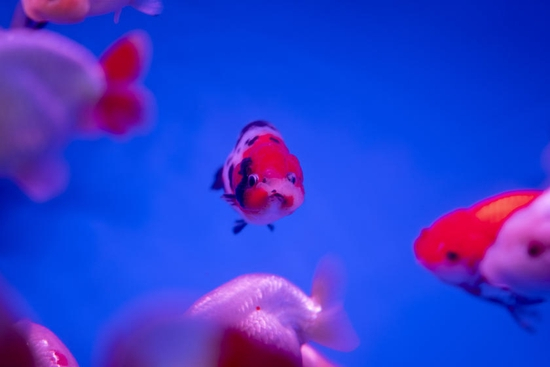 　　焦距：85mm　 光圈：f/1.8　 ISO感光度：360　 曝光时间：1/100s　 曝光补偿：0.7EV　 白平衡：自动