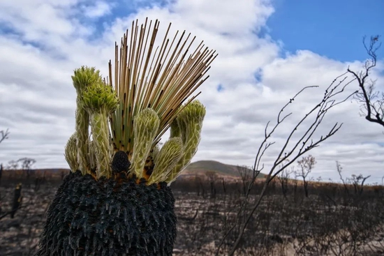 　　由于棕榈没有年轮，在判断棕榈的年龄时，一般是记录每年长的叶子数量，然后根据它的叶片数进行估算。一些棕榈可以活近八百岁，如图中的蓬草树（Kingia australis）。图片来源：pixabay
