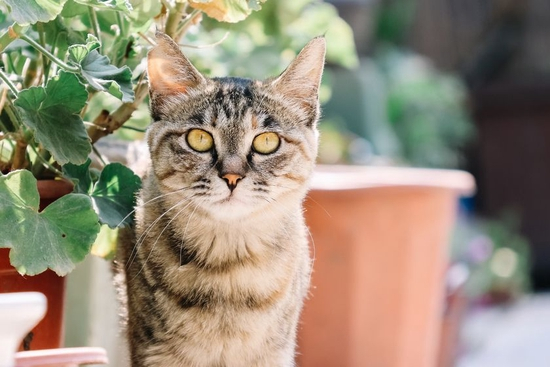 　　焦距：132mm　 光圈：f/6.3　 ISO感光度：500　 曝光时间：1/320s　 曝光补偿：0EV　 白平衡：自动