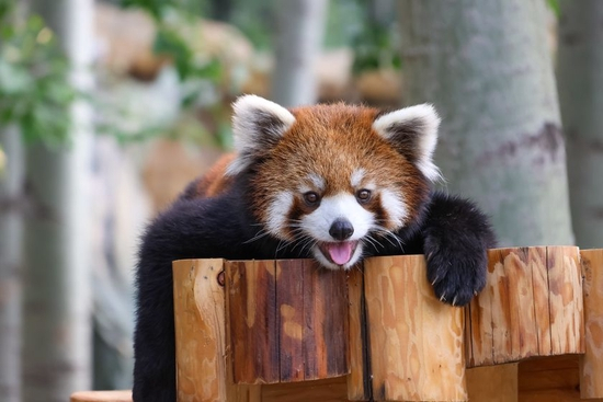 　　焦距：150mm　 光圈：f/6.3　 ISO感光度：640　 曝光时间：1/125s　 曝光补偿：0EV　 白平衡：自动