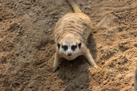 　　焦距：150mm　 光圈：f/6.3　 ISO感光度：2000　 曝光时间：1/640s　 曝光补偿：0EV　 白平衡：自动