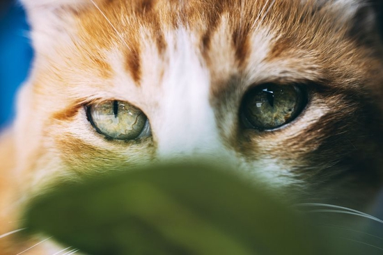 　　焦距：100mm　 光圈：f/2.8　 ISO感光度：200　 曝光时间：1/125s　 曝光补偿：0EV　 白平衡：自动