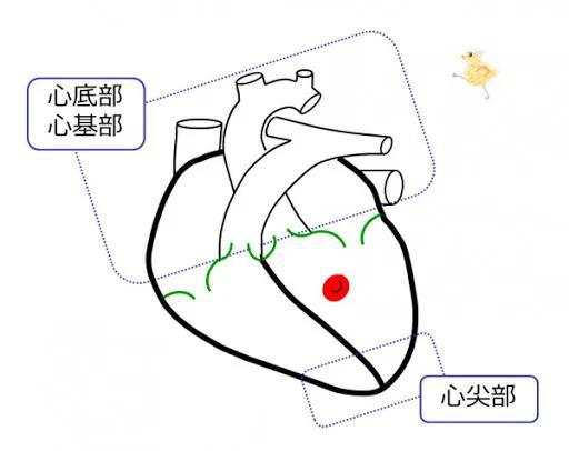 心底和心尖。图片来源：life-science-edu.net