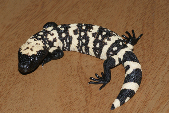 希拉毒蜥（Heloderma suspectum），是降糖药艾塞那肽的研发起点 |&nbsp;Wikimedia Commons，&nbsp;H。 van der Ploeg / CC BY-SA （https：//creativecommons.org/licenses/by-sa/3.0）