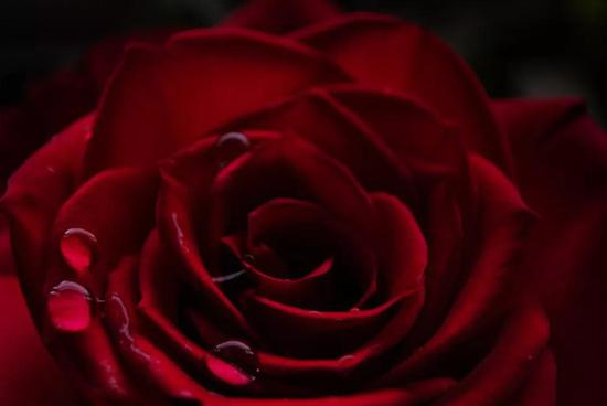 作者： Dorota Dylka