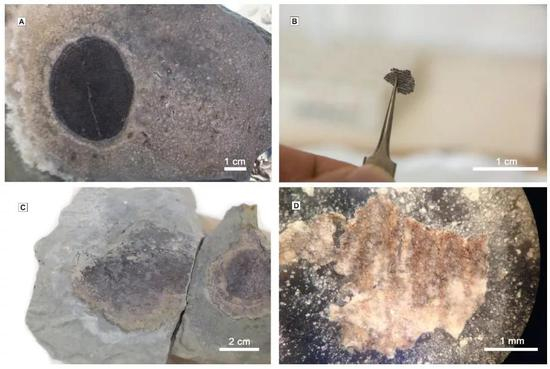 左图中的黑块是用酸处理过的狄更逊水母化石。右图镊子夹起的就是一小片狄更逊水母有机质。图片来源：参考文献[1]