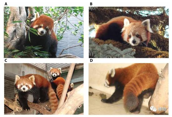 A、C（左边）是中华小熊猫&nbsp;　B、D（右边）是喜马拉雅小熊猫