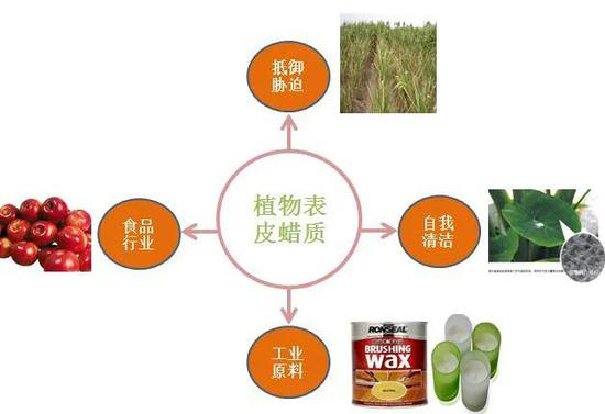 蜡质作用（图片来自网络）