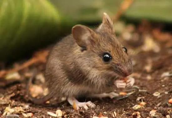 （图片来源：planet nature）