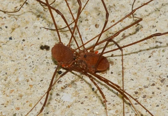 正在交配的盲蛛 | Wildreturn，&nbsp;CC BY 2.0