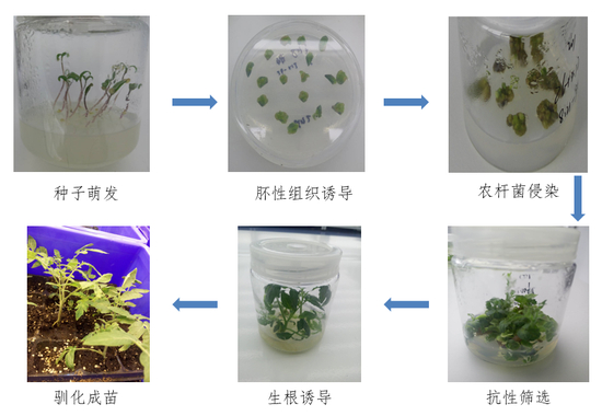 ▲植物的组织培养与遗传转化（摘自王喜萍PPT）