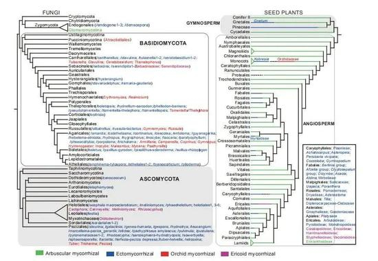 图3 形成菌根的种子植物和真菌类群汇总&nbsp;&nbsp; （图片引自文献1）
