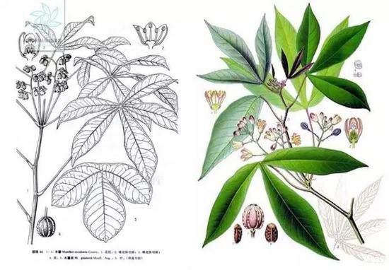 木薯的花叶示意图（图片来源：中国植物图像库）