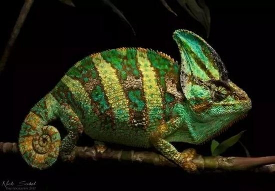 　　图片|NickScobel/flickr