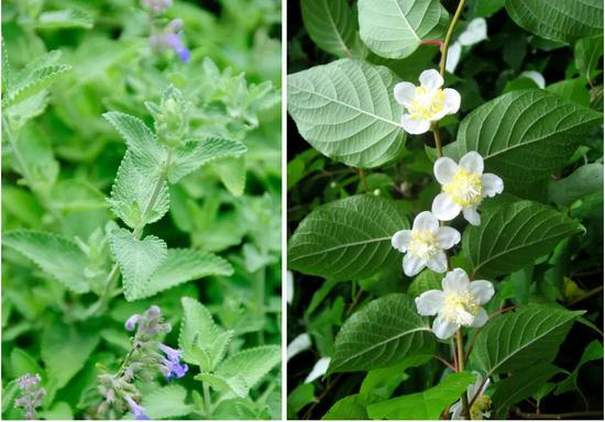 左图为猫薄荷，为荆芥属植物。右图为葛枣猕猴桃。|图虫创意，维基百科