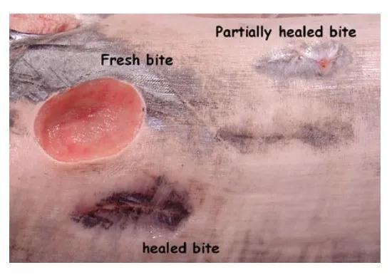 　剑鱼身上新鲜的咬痕和已经愈合的咬痕。图片来源：（DOI）10.1007/s10641-010-9649-2