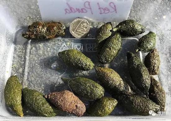 小熊猫绿油油的屎&nbsp;图片来自：wikimedia.org
