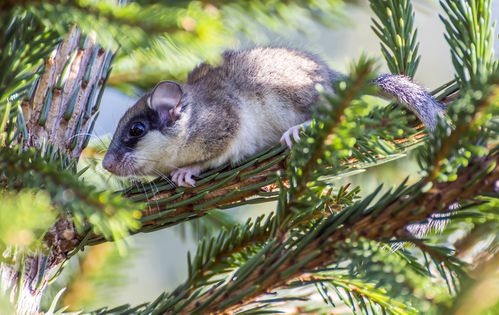 　　林睡鼠，图片来源gbif