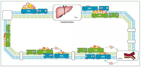 ▲脂质运输系统示意图，蓝车为HDL，黄车为LDL，所谓的“好胆固醇”和其他脂质都是这些“列车”上的“乘客”（图片来源：参考资料[1]）