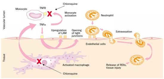  （氯喹在免疫系统中的作用）