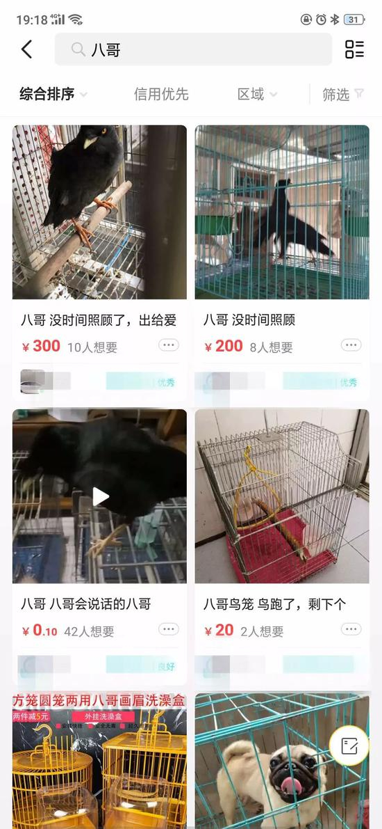 野生鸟类在闲鱼上销售