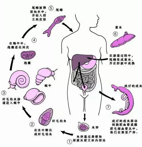 血吸虫的生活史