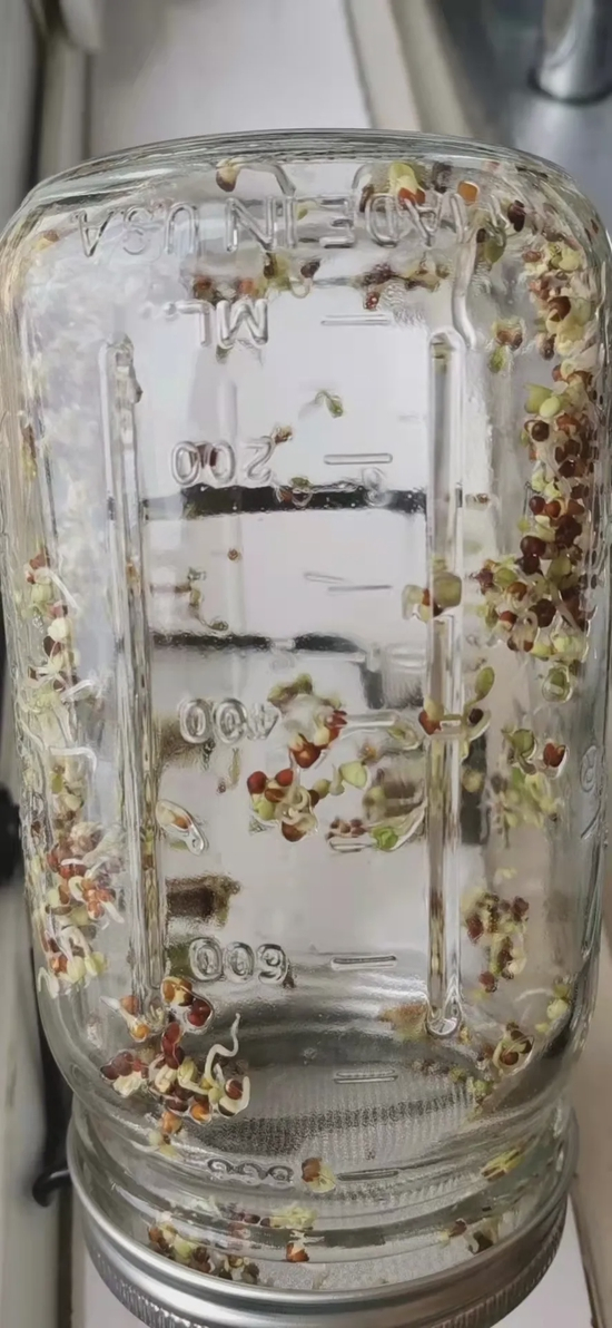 西兰花芽丨受访者提供
