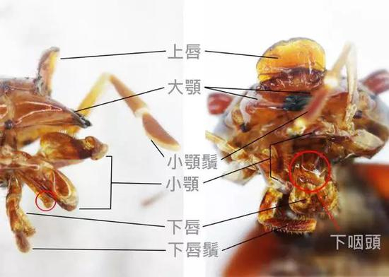蟑螂口器示意图：咀嚼型口器，主要特点是具有发达而坚硬的大颚以嚼碎固体食物。（图片来源：http://dobug.nmns.edu.tw）