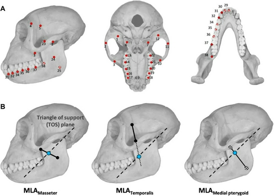 A为38个标志位，B为肌肉力学信息 图片来源：原论文