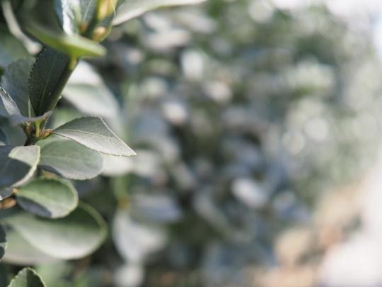 F1.2绿植虚化效果