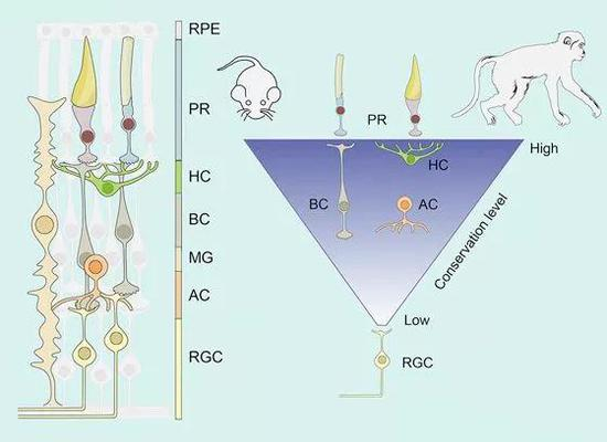 ▲在小鼠和食蟹猴之间，视网膜中相比其他类型的细胞，负责向大脑传递信号的神经细胞差别尤其大（图片来源：参考资料[1]）